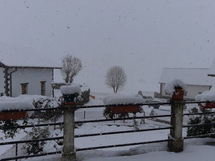 Alerta horia Pirinioetan, elurragatik