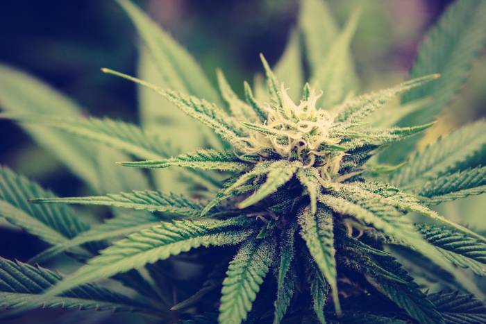 Legalizazioaren ingururan hausnarketan