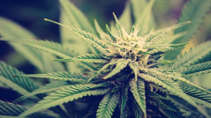 Legalizazioaren ingururan hausnarketan