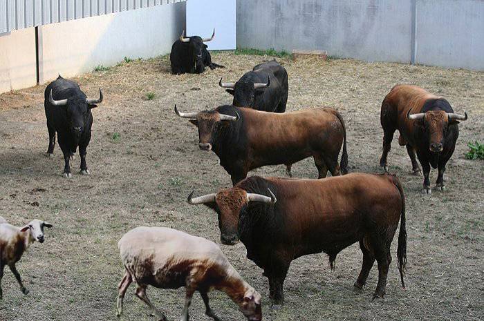 Donostiako ardiek Argaren ibai parkea garbituko dute sanferminetan