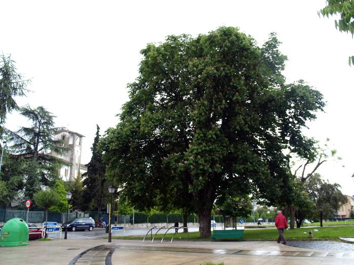 Txantrean auzoko zuhaitz preziatuena aukeratzeko ekimena abiatu da