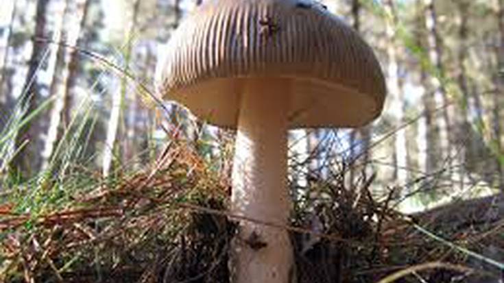 Mikologia, lurpekoa argitara