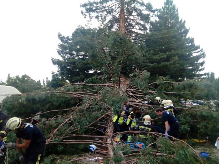 Sei zauritu, bat oso larri, Nafarroako Unibertsitatean eroritako adar batengatik